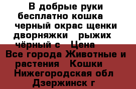 В добрые руки бесплатно,кошка,2.5черный окрас,щенки дворняжки,3 рыжих 1 чёрный,с › Цена ­ - - Все города Животные и растения » Кошки   . Нижегородская обл.,Дзержинск г.